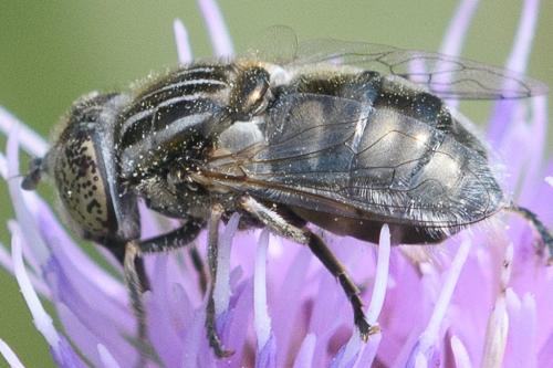 Réf. 234 889 : Eristalinus sepulchralis