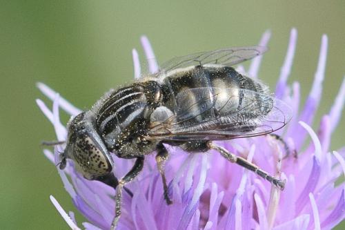 Réf. 234 869 : Eristalinus sepulchralis