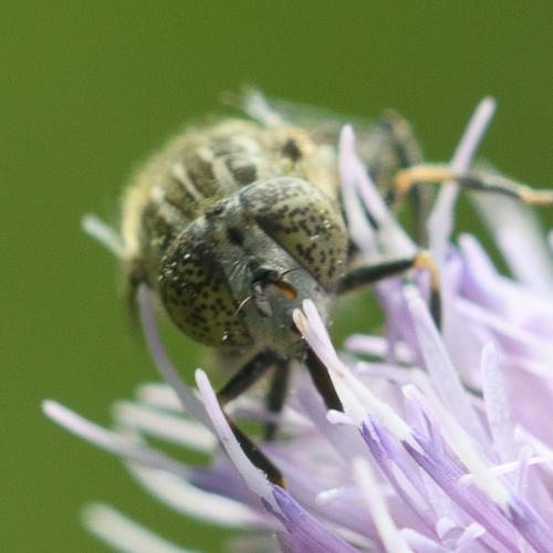 Eristalinus sepulchralis