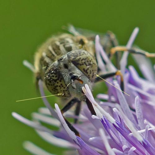 Eristalinus sepulchralis