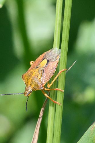Carpocoris purpureipennis