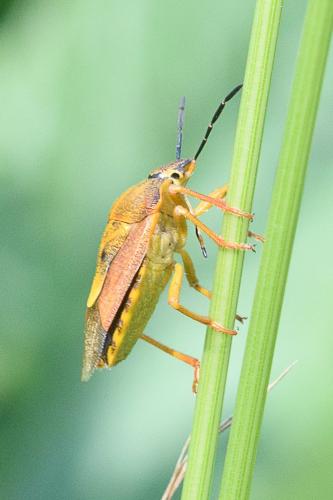 Carpocoris purpureipennis