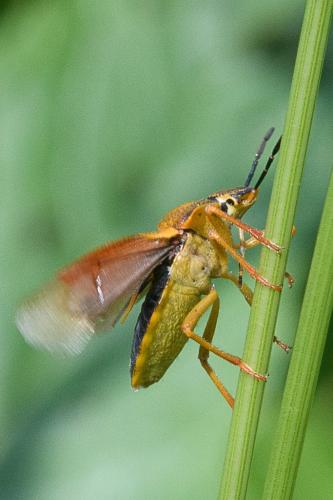 Carpocoris purpureipennis