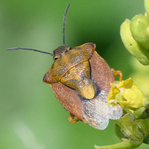 Carpocoris purpureipennis