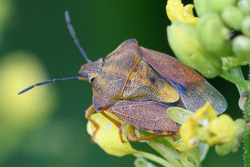 Carpocoris purpureipennis