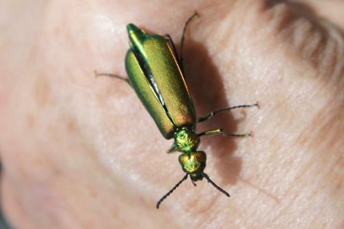 Lytta vesicatoria