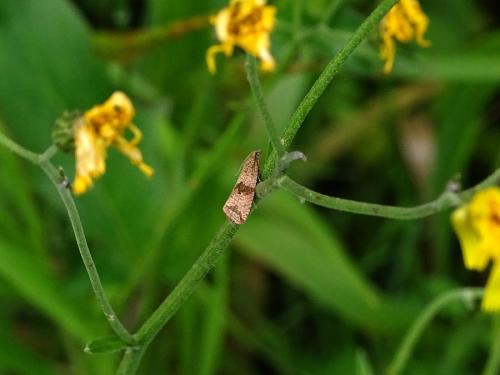 Réf. 234 177 : Celypha striana