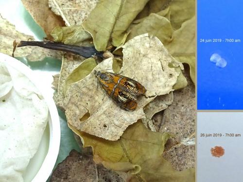 Réf. 234 172 : Olethreutes arcuella