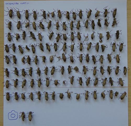Oxygastra curtisii