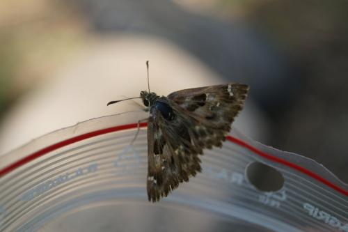 Carcharodus alceae