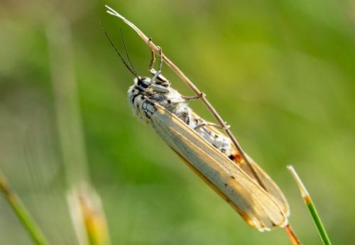 Réf. 234 770 : Coscinia striata
