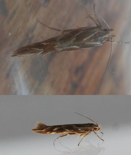 Pyroderces argyrogrammos
