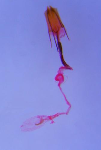 Réf. 234 539 : Coleophora paramayrella