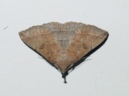 Réf. 234 207 : Pechipogo plumigeralis