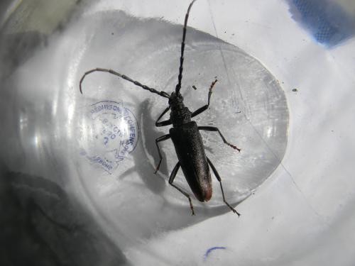 Cerambyx cerdo