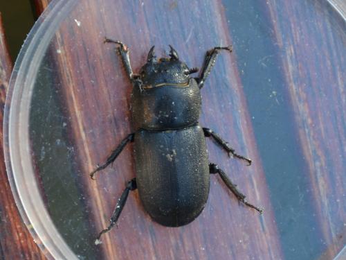 Réf. 234 375 : Dorcus parallelipipedus