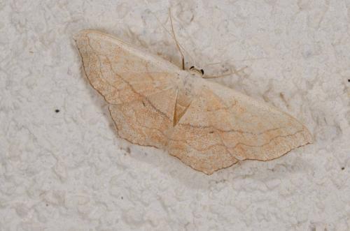 Réf. 234 416 : Scopula imitaria