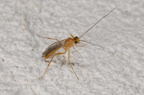 Perilissini