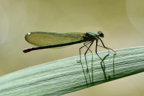 Calopteryx xanthostoma