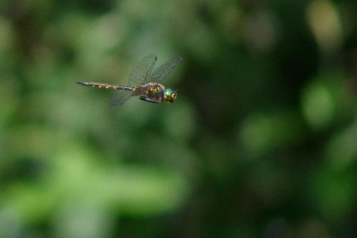 Somatochlora flavomaculata