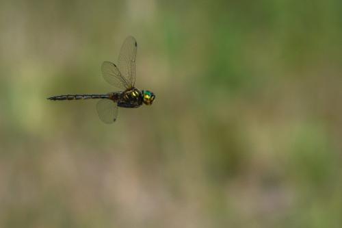 Somatochlora flavomaculata