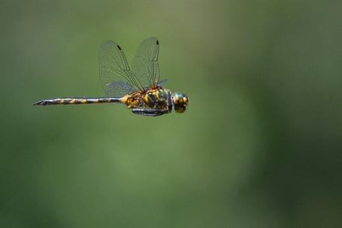 Réf. 234 900 : Somatochlora flavomaculata