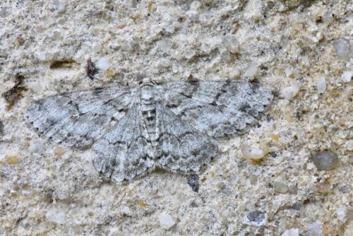 Réf. 234 190 : Ectropis crepuscularia