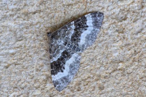 Epirrhoe alternata