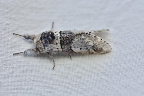 Furcula bifida