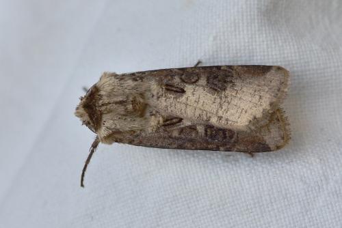 Agrotis clavis