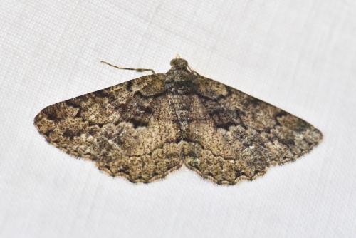 Réf. 234 683 : Peribatodes ilicaria
