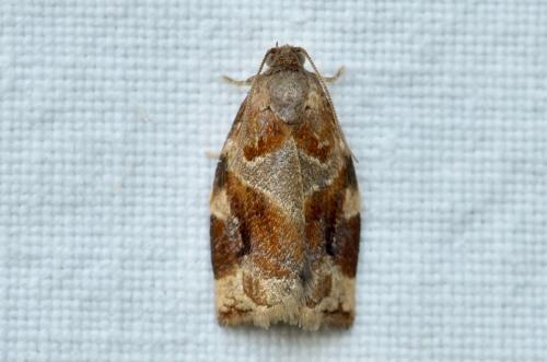 Réf. 234 179 : Archips xylosteana