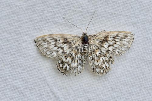 Réf. 234 779 : Scopula tessellaria