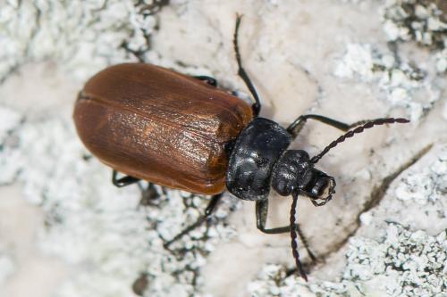 Omophlus sp.