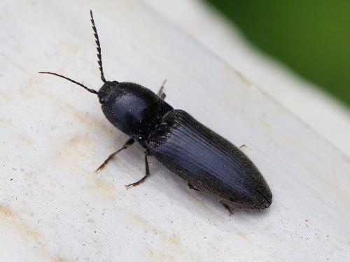 Réf. 234 394 : Hemicrepidius sp.
