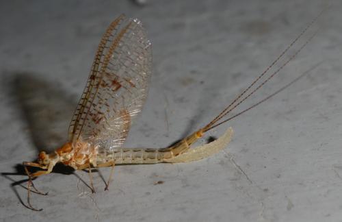 Ephemera glaucops