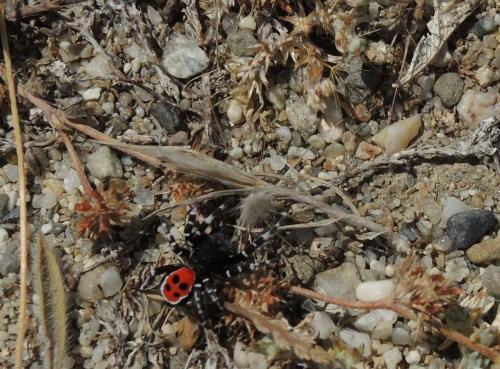 Réf. 234 097 : Eresus sandaliatus