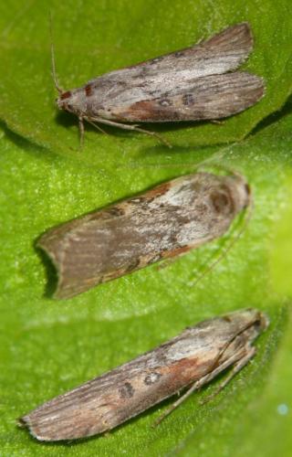 Réf. 234 266 : Lamoria anella