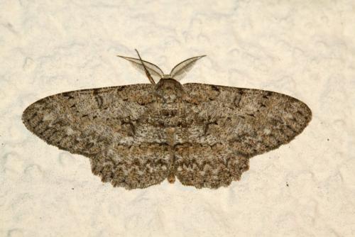 Réf. 234 558 : Hypomecis punctinalis
