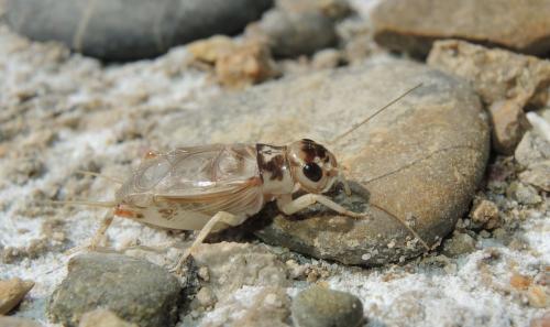 Réf. 234 211 : Gryllodinus kerkennensis