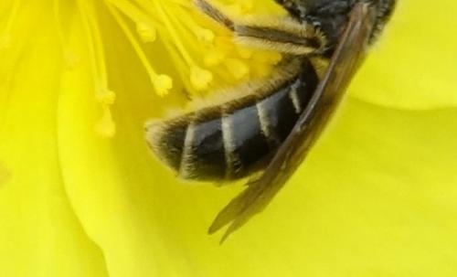 Lasioglossum sp.