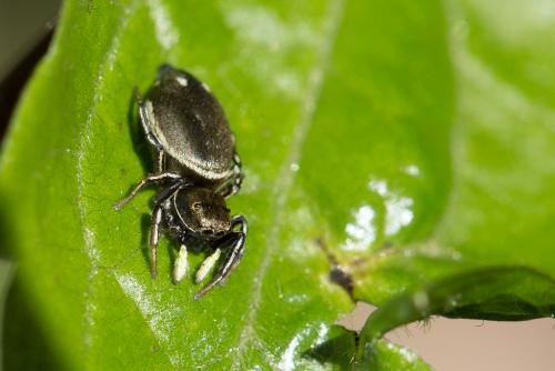 Réf. 234 529 : Heliophanus aeneus