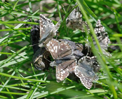 Réf. 234 561 : Pyrgus malvoides