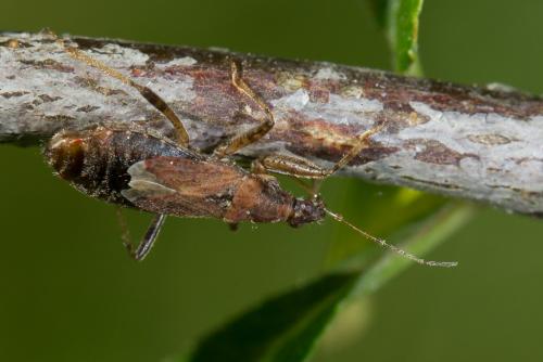 Himacerus mirmicoides