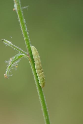 Réf. 234 977 : Hecatera bicolorata
