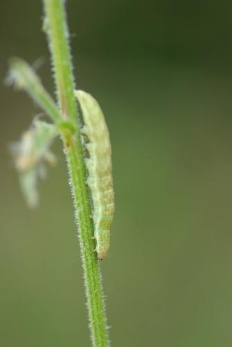 Réf. 234 978 : Hecatera bicolorata