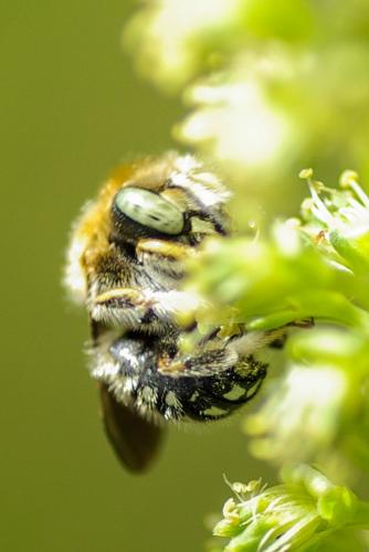 Réf. 234 137 : Anthidium punctatum