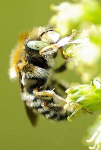 Réf. 234 138 : Anthidium punctatum