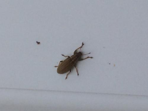 Sitona sp.