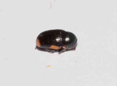 Réf. 234 760 : Cryptocephalus moraei